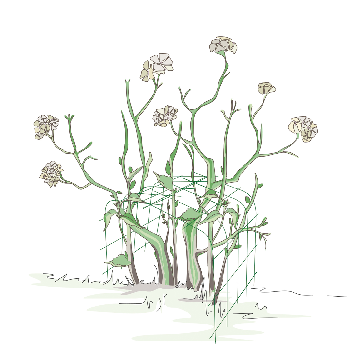 Annabelle hydrangea support 75 (set of 2)